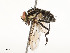  ( - CBG-A58560-C09)  @11 [ ] CreativeCommons - Attribution Share - Alike (2025) CBG Photography Group Centre for Biodiversity Genomics