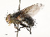  (Trafoia Malaise7441 - CBG-A58560-D08)  @11 [ ] CreativeCommons - Attribution Share - Alike (2025) CBG Photography Group Centre for Biodiversity Genomics