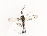  ( - CBG-A58609-F01)  @11 [ ] CreativeCommons - Attribution Share - Alike (2025) CBG Photography Group Centre for Biodiversity Genomics