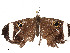  ( - CBG-A58609-F02)  @11 [ ] CreativeCommons - Attribution Share - Alike (2025) CBG Photography Group Centre for Biodiversity Genomics