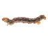  ( - CBG-A58609-G09)  @11 [ ] CreativeCommons - Attribution (2024) CBG Photography Group Centre for Biodiversity Genomics
