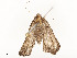  ( - CBG-A58657-B06)  @11 [ ] CreativeCommons - Attribution Share - Alike (2024) CBG Photography Group Centre for Biodiversity Genomics