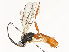  ( - CBG-A58657-E03)  @11 [ ] CreativeCommons - Attribution Share - Alike (2024) CBG Photography Group Centre for Biodiversity Genomics