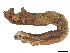  ( - CBG-A58657-H11)  @11 [ ] CreativeCommons - Attribution (2024) CBG Photography Group Centre for Biodiversity Genomics