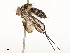  ( - CBG-A58658-D06)  @11 [ ] CreativeCommons - Attribution Share - Alike (2024) CBG Photography Group Centre for Biodiversity Genomics