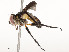  (tachWood421 Malaise2689 - CBG-A58658-D11)  @11 [ ] CreativeCommons - Attribution Share - Alike (2024) CBG Photography Group Centre for Biodiversity Genomics
