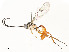  ( - CBG-A58660-C06)  @11 [ ] CreativeCommons - Attribution Share - Alike (2025) CBG Photography Group Centre for Biodiversity Genomics