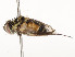  ( - CBG-A58697-B12)  @11 [ ] CreativeCommons - Attribution Share - Alike (2024) CBG Photography Group Centre for Biodiversity Genomics