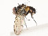  ( - CBG-A58698-B12)  @11 [ ] CreativeCommons - Attribution Share - Alike (2024) CBG Photography Group Centre for Biodiversity Genomics