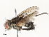 (Calolydella fredriksjobergi - CBG-A58698-H01)  @11 [ ] CreativeCommons - Attribution Share - Alike (2024) CBG Photography Group Centre for Biodiversity Genomics