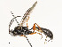  ( - CBG-A58700-G11)  @11 [ ] CreativeCommons - Attribution Share - Alike (2024) CBG Photography Group Centre for Biodiversity Genomics