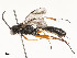  ( - CBG-A58700-H06)  @11 [ ] CreativeCommons - Attribution Share - Alike (2024) CBG Photography Group Centre for Biodiversity Genomics