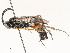  ( - CBG-A58700-H09)  @11 [ ] CreativeCommons - Attribution Share - Alike (2024) CBG Photography Group Centre for Biodiversity Genomics