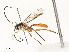  (Hyposoter INB-36 - CBG-A58701-C10)  @11 [ ] CreativeCommons - Attribution Share - Alike (2025) CBG Photography Group Centre for Biodiversity Genomics