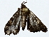  ( - BIOUG64427-A09)  @11 [ ] CreativeCommons - Attribution (2022) CBG Photography Group Centre for Biodiversity Genomics