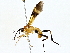  ( - BIOUG64427-C02)  @11 [ ] CreativeCommons - Attribution (2022) CBG Photography Group Centre for Biodiversity Genomics