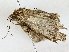  ( - BIOUG64427-G01)  @11 [ ] CreativeCommons - Attribution (2022) CBG Photography Group Centre for Biodiversity Genomics