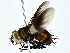  (Jurinia Malaise3330 - BIOUG64428-B07)  @11 [ ] CreativeCommons - Attribution (2022) CBG Photography Group Centre for Biodiversity Genomics