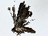  ( - BIOUG64428-G10)  @11 [ ] CreativeCommons - Attribution (2022) CBG Photography Group Centre for Biodiversity Genomics