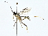  (ichMalaise01 Malaise7522 - BIOUG64429-B08)  @11 [ ] CreativeCommons - Attribution (2022) CBG Photography Group Centre for Biodiversity Genomics