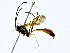  ( - BIOUG64429-B10)  @11 [ ] CreativeCommons - Attribution (2022) CBG Photography Group Centre for Biodiversity Genomics