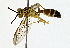  ( - BIOUG64429-D03)  @11 [ ] CreativeCommons - Attribution (2022) CBG Photography Group Centre for Biodiversity Genomics
