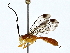  ( - BIOUG64429-D09)  @11 [ ] CreativeCommons - Attribution (2022) CBG Photography Group Centre for Biodiversity Genomics