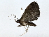  ( - BIOUG64429-F08)  @11 [ ] CreativeCommons - Attribution (2022) CBG Photography Group Centre for Biodiversity Genomics