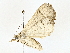  ( - BIOUG64429-H08)  @11 [ ] CreativeCommons - Attribution (2022) CBG Photography Group Centre for Biodiversity Genomics
