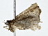  ( - BIOUG64429-H10)  @11 [ ] CreativeCommons - Attribution (2022) CBG Photography Group Centre for Biodiversity Genomics