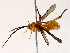  ( - BIOUG73031-B02)  @11 [ ] CreativeCommons - Attribution (2022) CBG Photography Group Centre for Biodiversity Genomics
