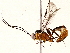  (Xiphosomella Malaise1436 - BIOUG73031-B12)  @11 [ ] CreativeCommons - Attribution (2022) CBG Photography Group Centre for Biodiversity Genomics