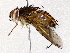  (Genea Malaise3784 - BIOUG73031-D01)  @11 [ ] CreativeCommons - Attribution (2022) CBG Photography Group Centre for Biodiversity Genomics
