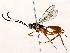  ( - BIOUG73031-G04)  @11 [ ] CreativeCommons - Attribution (2022) CBG Photography Group Centre for Biodiversity Genomics