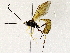  (ichJanzen01 Janzen7176 - BIOUG73032-B04)  @11 [ ] CreativeCommons - Attribution (2022) CBG Photography Group Centre for Biodiversity Genomics