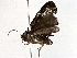  ( - BIOUG73032-F01)  @11 [ ] CreativeCommons - Attribution (2022) CBG Photography Group Centre for Biodiversity Genomics