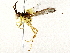  ( - BIOUG73032-G04)  @11 [ ] CreativeCommons - Attribution (2022) CBG Photography Group Centre for Biodiversity Genomics