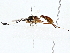  ( - BIOUG73630-E06)  @11 [ ] CreativeCommons - Attribution (2022) CBG Photography Group Centre for Biodiversity Genomics