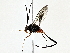  (cryptJanzen01 malaise0812 - BIOUG73630-H02)  @11 [ ] CreativeCommons - Attribution (2022) CBG Photography Group Centre for Biodiversity Genomics