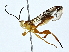  ( - BIOUG73631-B11)  @11 [ ] CreativeCommons - Attribution (2022) CBG Photography Group Centre for Biodiversity Genomics