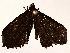  ( - BIOUG76517-C12)  @11 [ ] CreativeCommons - Attribution (2022) CBG Photography Group Centre for Biodiversity Genomics