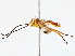  ( - BIOUG76518-A01)  @11 [ ] CreativeCommons - Attribution (2022) CBG Photography Group Centre for Biodiversity Genomics