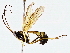  (Dusona INB-605 - BIOUG76518-G09)  @13 [ ] CreativeCommons - Attribution (2022) CBG Photography Group Centre for Biodiversity Genomics