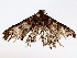  ( - BIOUG76519-C12)  @11 [ ] CreativeCommons - Attribution (2022) CBG Photography Group Centre for Biodiversity Genomics