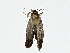  ( - BIOUG76544-H04)  @11 [ ] CreativeCommons - Attribution (2022) CBG Photography Group Centre for Biodiversity Genomics