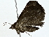  ( - BIOUG76545-A05)  @11 [ ] CreativeCommons - Attribution (2022) CBG Photography Group Centre for Biodiversity Genomics