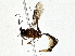  ( - BIOUG76545-H01)  @11 [ ] CreativeCommons - Attribution (2022) CBG Photography Group Centre for Biodiversity Genomics