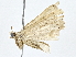 (Gabara Poole6504 - BIOUG76546-A09)  @11 [ ] CreativeCommons - Attribution (2022) CBG Photography Group Centre for Biodiversity Genomics