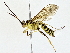 ( - BIOUG76547-E01)  @11 [ ] CreativeCommons - Attribution (2022) CBG Photography Group Centre for Biodiversity Genomics