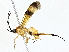  ( - BIOUG76547-E03)  @11 [ ] CreativeCommons - Attribution (2022) CBG Photography Group Centre for Biodiversity Genomics